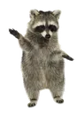 raccoonWhip