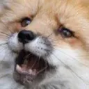 somefoxthing Discord Emoji