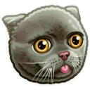derpcat derpcat