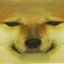 C1_cheemsCLOSE C1_cheemsCLOSE