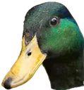 duckhead