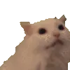 meowboi