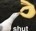 shut shut