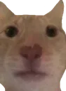 bigoof