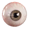 eye