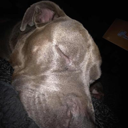 hardendogschleep Discord emoji