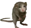 Sad_Ratto
