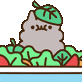 kitty_salad