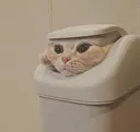 trashcat