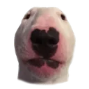 uglydog uglydog