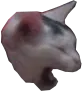 catscream