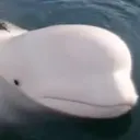 pizzawhale