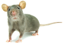 gertrude Discord emoji