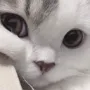 kiskaSad