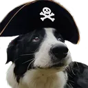 piratedoggo