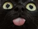 Catblep catblep Discord Emoji