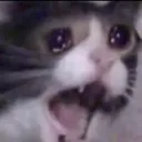 SCREAMcat