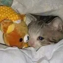 cryingcat Discord Emoji