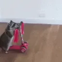 raccoonScoot