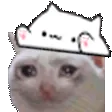 bongopat