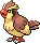 pidgey