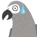 birdy_worried birdy_worried