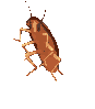 :DancingCockroach: Discord Emote