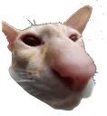 mark mark