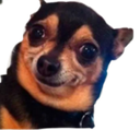 :DS_DogWTF: Discord Emote