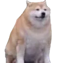 doggo