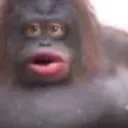 UhOhMonkey UhOhMonkey