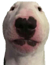 :wuf: Discord Emote