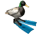 spinningduck