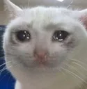crykat