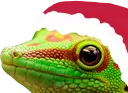 geckmas geckmas