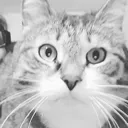 bookitty Discord Emoji