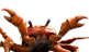 Crab