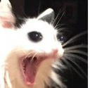 surprisedcat Discord emoji