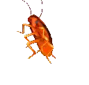 1RainbowDancingCockroach