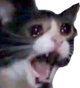SadCatScream