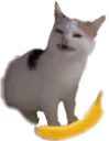 AngeryCatBanana