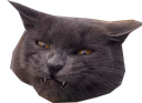 :reow: Discord Emote