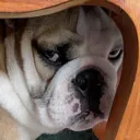 obesedoge Discord Emoji