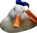 DuckSalute