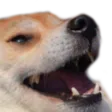 kekdoge