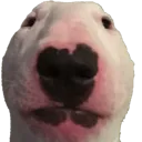 walter