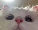 catstare