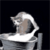 :cat_doing_the_laundry: Discord Emote