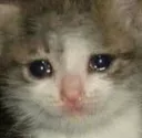 cattosadness cattosadness