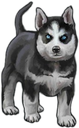 :HuskyPuppy: Discord Emote